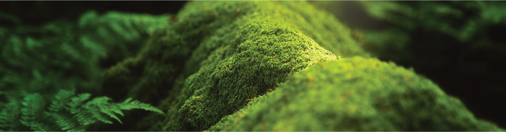 Moss and earth