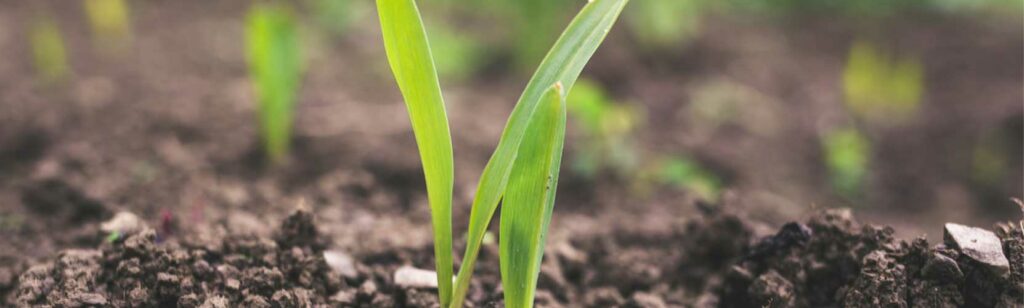 Soil washing and recovery