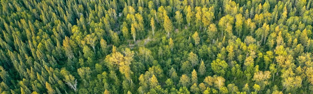 Trees and nature